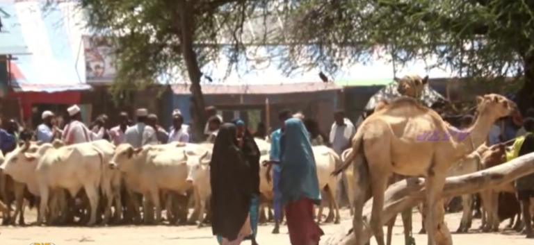 Isbedel dhinaca Ganacsiga Oo laga dareemayo Suuqa Xoolaha Ee Degmada Dhoobley