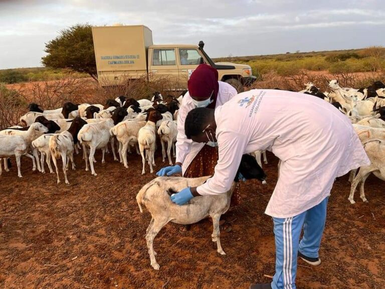 Xoola Dhaqatada Galmudug Oo looga digay Isticmaalka Daawooyin qaldan.