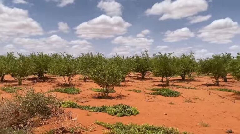 Wasaarada Beeraha Galmudug Oo Bogaadisey Wax soo saarka Beeralayda koonfurta Gaalkacyo.